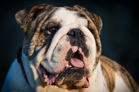English Bulldogの写真素材
