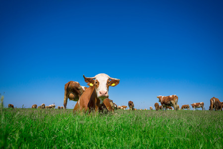 Cow on a summer pastureの写真素材