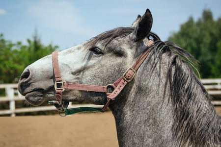 Horses on the farmの写真素材