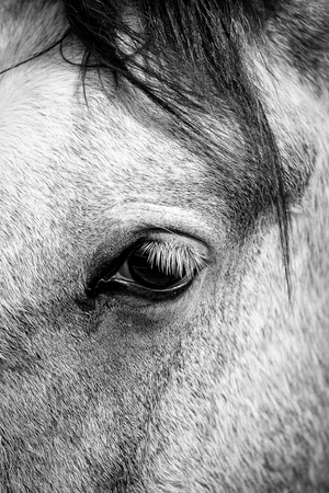 Horse eye close-up shotの写真素材