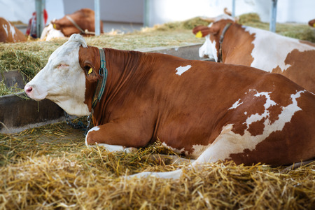 Cow in a stableの写真素材