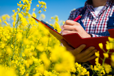 farmer inspect quality of canola fieldの写真素材