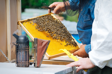 Beekeeper controlling beeyard and bees