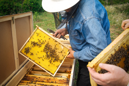 Beekeeper holding frame of honeycomb with working bees outdoor