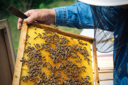 Beekeeper holding frame of honeycomb with working bees outdoor