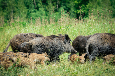 Wild boar familyの写真素材