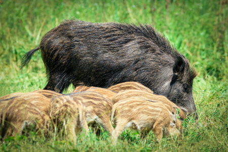 Wild boar familyの写真素材