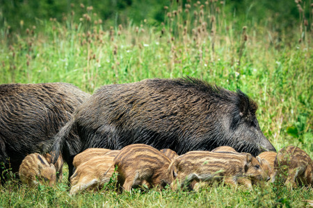 Wild boar familyの写真素材
