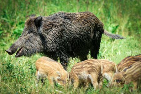 Wild boar familyの写真素材