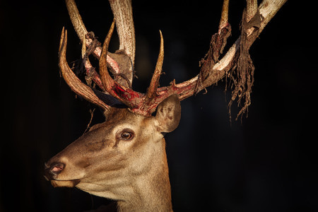 Red Deer close-upの写真素材