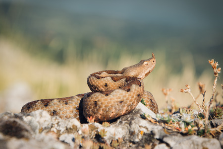 Horned viper in nature on rocksの写真素材