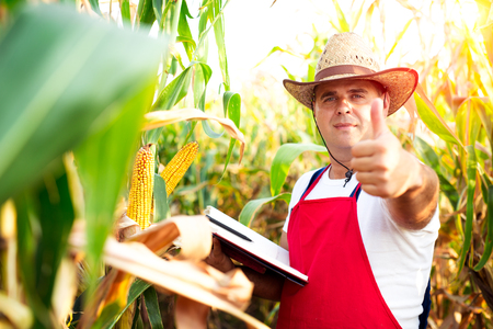 Farmer checking the quality of the corn cropsの写真素材