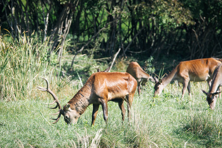 Male deer on the meadowの写真素材
