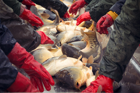 Catch biomass and manual sorting of fish