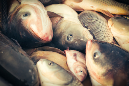 Fresh fish carp