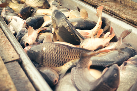 Fresh fish carpの写真素材