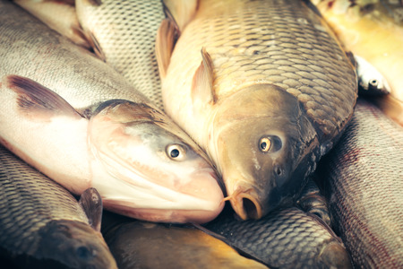 Fresh fish carpの写真素材