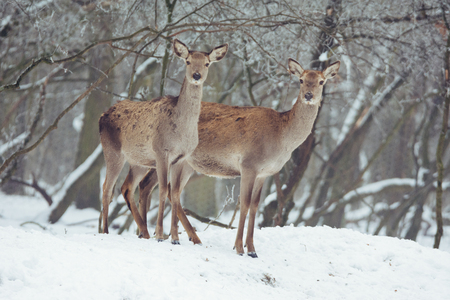 Red deer portrait on snow and forest in winter timeの写真素材