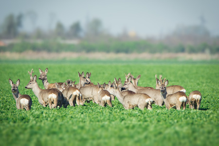 Herd of roe deers on meadowの写真素材
