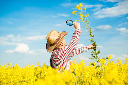 Farmer inspect quality of canola field