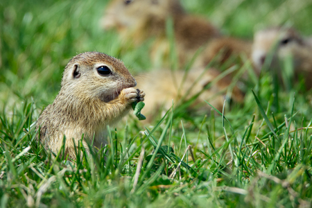 European ground squirrel is eatingの写真素材