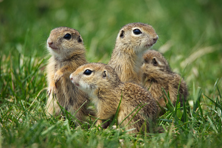 European Ground Squirrel in natural habitatの写真素材