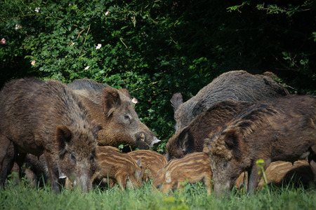Wild boar familyの写真素材