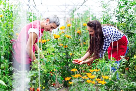 Rural family pick organically tomatoes in gardenの写真素材