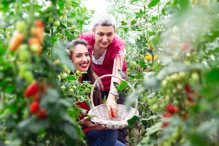 Girl hold basket with freshly picked tomatoes in gardenの写真素材