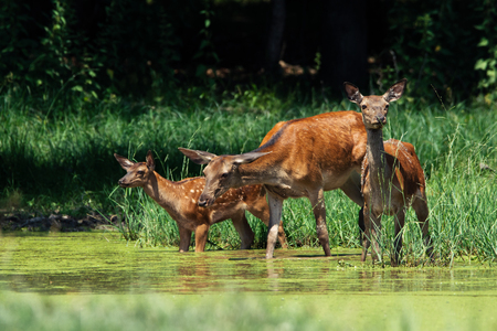 Red deer with calf on the waterの写真素材