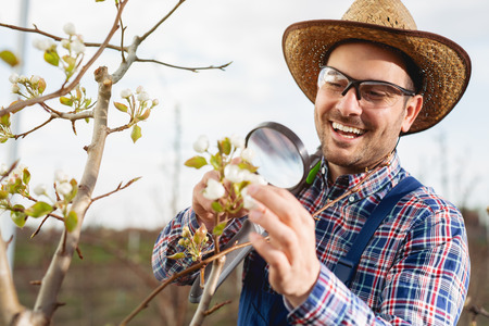 Young farmer using magnifying glass for examining the treeの写真素材