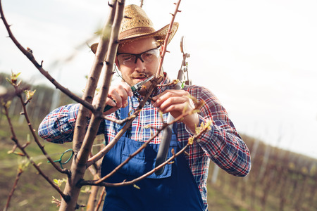 Farmer pruning fruit trees in spring garden
