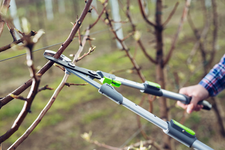 Farmer pruning fruit trees in spring garden