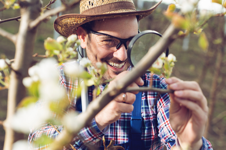 Young farmer using magnifying glass for examining the treeの写真素材