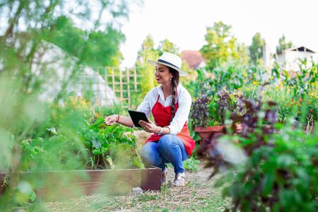 Girl with digital tablet working in a organic vegetable gardenの写真素材