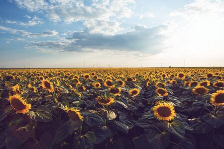 Beautiful sunflowers in the sunsetの写真素材