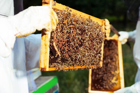 The beekeeper holds a honey cell with bees in his hands.