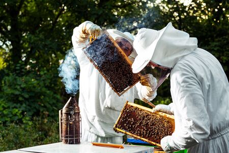 Beekeeper on apiary. Beekeeper is working with bees and beehives on the apiary.の写真素材