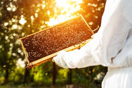 Beekeeper holding frame of honeycomb with bees.