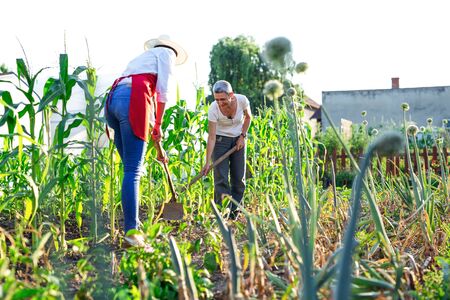 Two women working in a botanical gardenの写真素材
