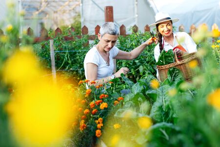 Mother and daughter with freshly harvested vegetables in their garden.の写真素材