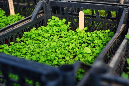Young sprouts of parsley in spring garden.