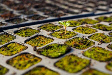 Young plant extreme close up. New Life .の写真素材