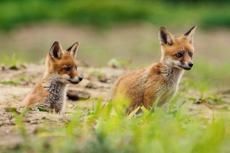 Young Red fox. Sweet fox sibling discovering the countryside.の写真素材