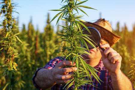 Farmer growing hemp and checking plants growth.の写真素材