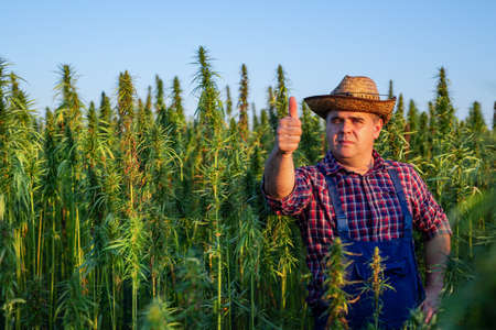 Farmer growing hemp and checking plants growth.の写真素材