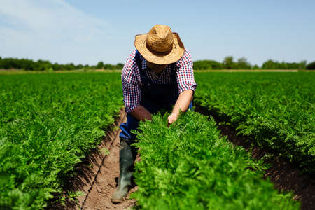Farmer Inspecting Potato Crop In Field.の写真素材