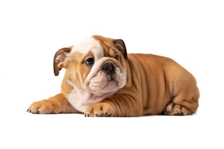 English bulldog puppy isolated on a white backgroundの写真素材