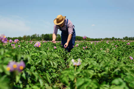 Farmer Inspecting Potato Crop In Field.の写真素材