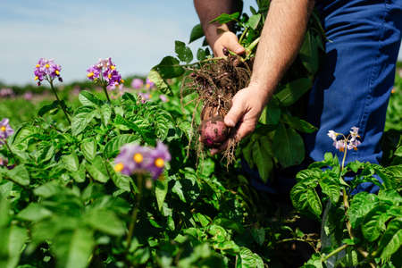 Farmer Inspecting Potato Crop In Field.